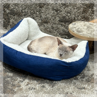 【人気のいぬねこカフェ】犬猫両エリアを楽しみながら出会える！
