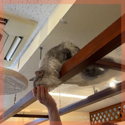 ＼店舗貸切ねこんかつ in 神戸／動物好き同士で出会う♥おやつタイムあり