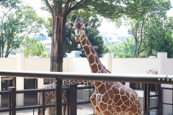 ＼まったり動物で癒される♡in 横浜／グループ散策♪《動物園おさんぽ》
