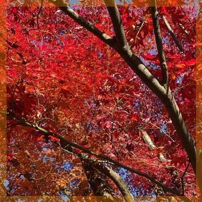 季節限定♡大人気！最大24名まで募集
《良縁祈願♡犬山☆紅葉狩りコン》