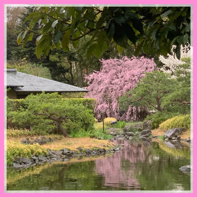 初参加・婚活初心者の方限定♡
50代メイン！春のペアさんぽin白鳥庭園