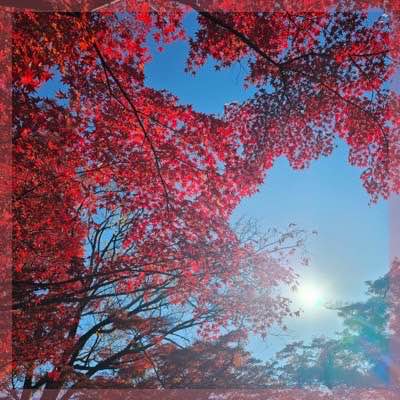 ＼人気のため20名まで／紅葉を満喫できる♡
【犬山もみじ狩りツアー恋活】