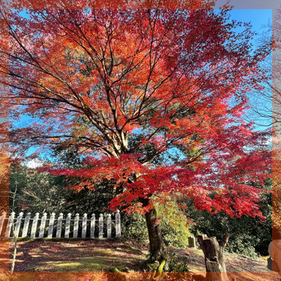 ＼秋限定！犬山紅葉狩り♡恋活縁結びおさんぽコン／