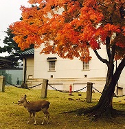 来週がピーク！紅葉デートで距離を縮めて♪