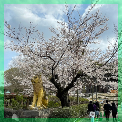 春を満喫できる！お花見×動物園デート♡