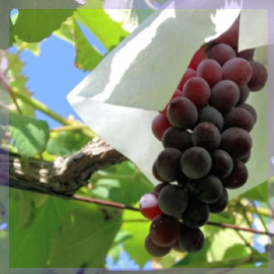 ＼ぶどう狩り♡男女40代メイン／
自然体で仲良くなれる季節限定企画♪