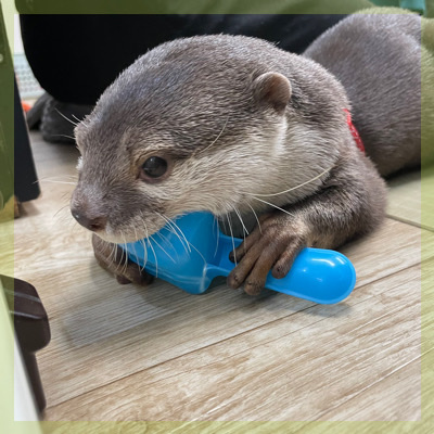 《カワウソカフェ♡貸切》癒されながら距離が縮まるとっておきの時間