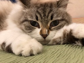 デートでおすすめ♡　猫カフェ♪
