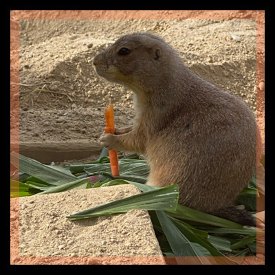 動物園から始まる新しい恋♡