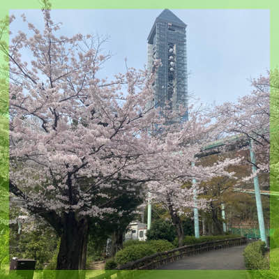 季節限定！東山動物園にて【グループでのお花見デート♡】