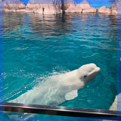 グループでお話しながら楽しく散策できる【名古屋港水族館お散歩コン♡】