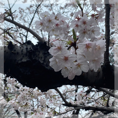 《日本橋おさんぽツアー》ガイド付き！お花見＆七福神巡り♪