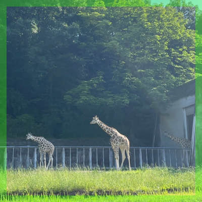 【東山動物園でおさんぽ恋活】優しい性格の男性と動物の写真を撮ろう♡