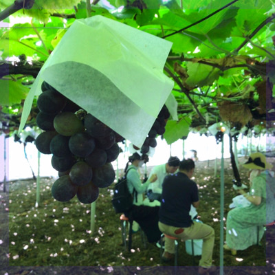 ＼ぶどう狩り☆季節限定／残席わずか
大阪柏原にある山国ぶどう園で開催♪