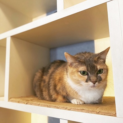 恋する癒やしのねこんかつ　ネコと遊びながら楽しくお話♪