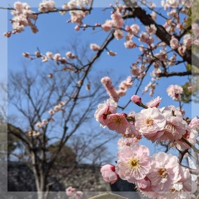 お花見しながらお散歩コンin大阪城公園