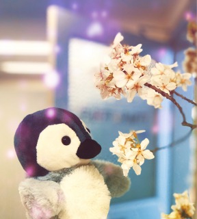 満開の桜と素敵な恋をお届け♪