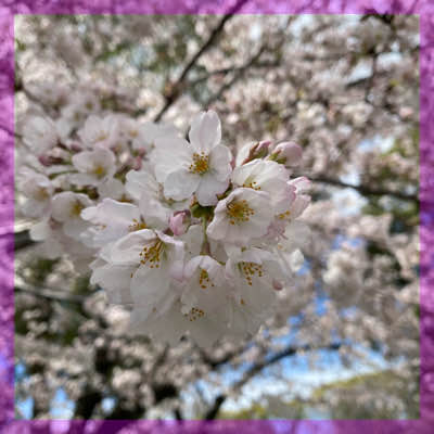 春限定♡開催！【桜まつりin鶴舞公園】