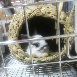 新しい家族がやってきました♪