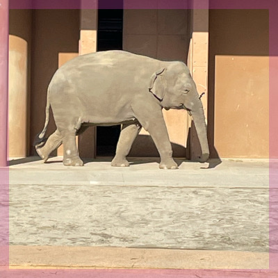 動物たちに癒されて♡2人のベストショットを激写in東山動物園