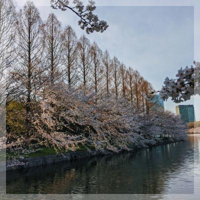 夜桜お散歩コンin大阪城公園
