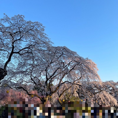 ＼ 春を楽しむ♪夜桜お花見さんぽ ／
食べ歩きも楽しみながら、自然体で出会う♡