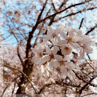 《お花見さんぽ♡西公園》
桜並木をいっしょに楽しむ♪今だけ企画♡