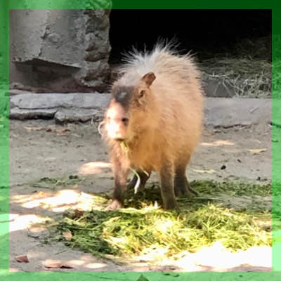 【30代限定♡東山動物園で夏さんぽ】