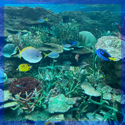 おさんぽ恋活《リード上手な男性とデート感覚で楽しめる♡in名古屋港水族館》