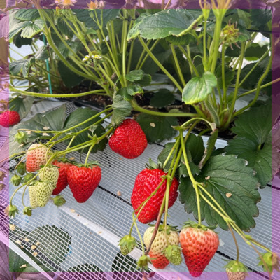 いちご狩り☆食べ放題
婚活ビギナー＆1人参加などの20代女性も♡