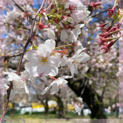 人気のため最大20名まで増席決定♡
季節限定♡桜まつりin鶴舞公園