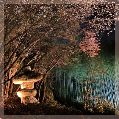 人気のため最大20名まで増席決定♡
夜の八重桜さんぽ♡in東山植物園