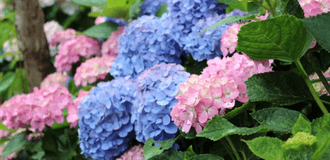 紫陽花