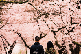 カップルで桜を見る