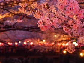 夜桜を楽しむパーティー