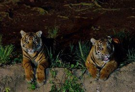 夜の上野動園のトラ