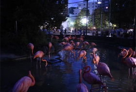 夜の上野動物園のフラミンゴ
