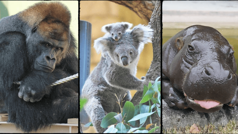 東山動物園食事