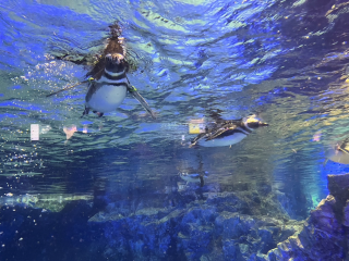 すみだ水族館
