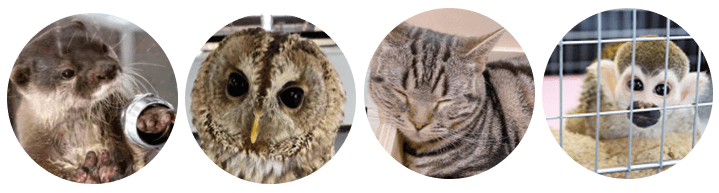 動物