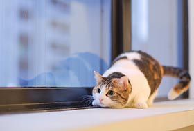 可愛い猫ちゃん