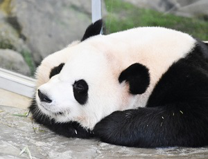 パンダ中国