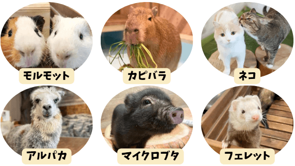 動物