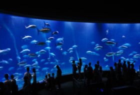 水族館