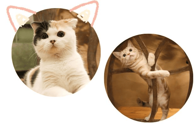 可愛い猫ちゃん