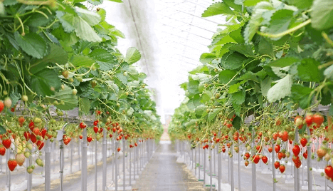 いちご狩り/朝活