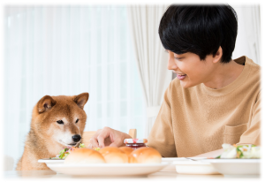 動物