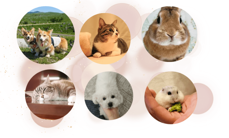 可愛いペットたち