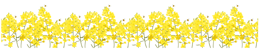 菜の花
