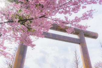 靖国神社の桜